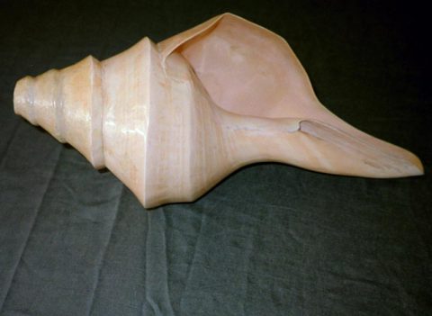 Australian Conch Trumpet